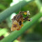 Baby Green Lynx Spiders, Eggs and Ants