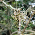 Ball Moss