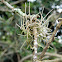 Ball Moss