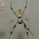 Golden Silk Orbweaver