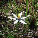 Peacock flower / Cape Star