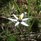 Peacock flower / Cape Star