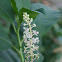 American Pokeweed