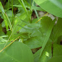 Round-headed katydid