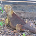 Galapagos Land Iguana