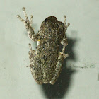 Eastern Gray Tree Frog