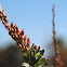 Ocotillo