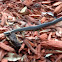 Southern Ringneck Snake