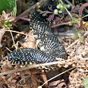 Speckled kingsnake
