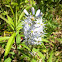 Starry Solomon's seal