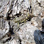 unknown grasshopper