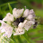 Odontocorynus weevil