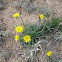 Prarie Dandelion