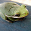 American Green Tree Frog