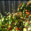 Nasturtium