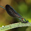 Caballito del diablo (Beautiful Demoiselle)