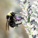 Bumblebee