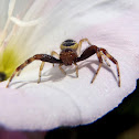Crab spiders. Araña cangrejo