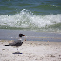 Laughing Gull
