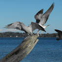 Seagull - Ring-billed Gull