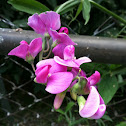 Sweet Pea