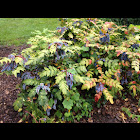 Oregon-grape