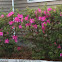 Azalea bushes