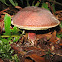 Zellers Bolete