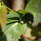 Eucalyptus leaf beetle