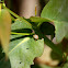 Eucalyptus leaf beetle