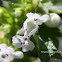 Lamium bifidum