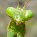 Green European Praying Mantis