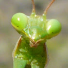 Green European Praying Mantis
