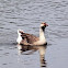 Brown Chinese Goose