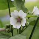 Eglantier commun / Dog rose