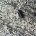 Pill Bug