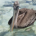 Brown Pelican