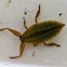 Giant Waterbug