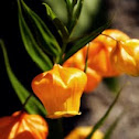 Christmas bells