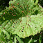 Gall Midge (Cecidomyiinae) Galls