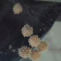 Brown Widow (egg sacs)