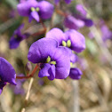Purple coral pea
