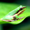 Eastern Dwarf Tree Frog
