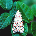Heliotrope Moth