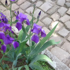 İris
