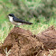Pearl-breasted swallow