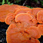 Cinnabar Polypore