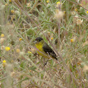 Lesser Goldfinch