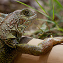 Green Iguana