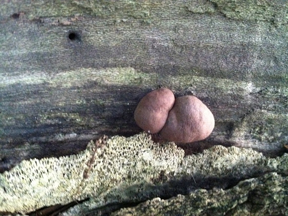 Spotting Image 1